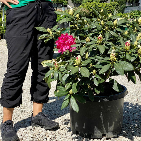 Rhododendron - Nova Zembla - 10g - Hicks Nurseries