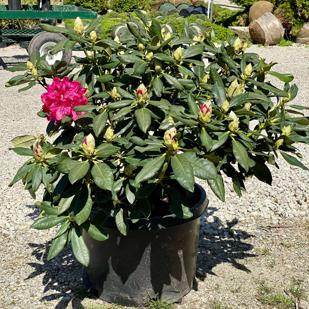 Rhododendron - Nova Zembla