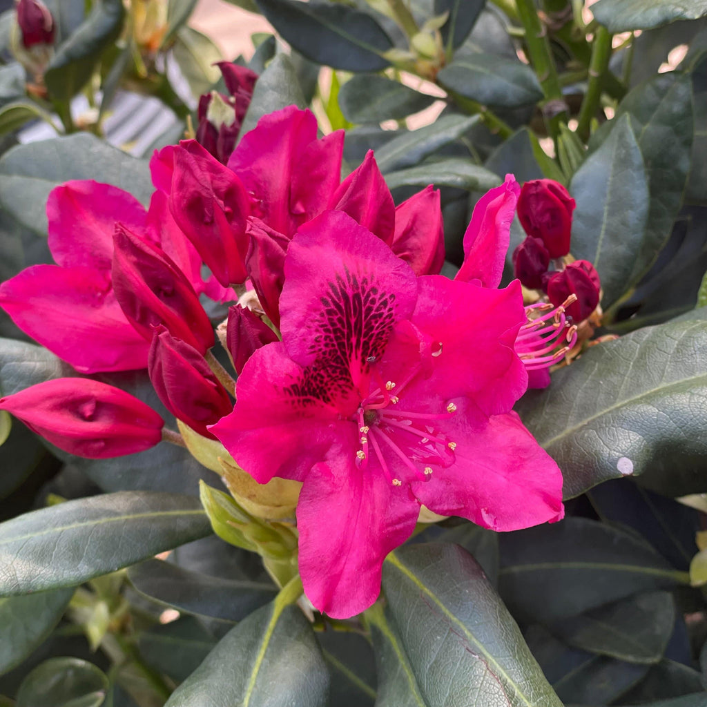 Rhododendron - Nova Zembla - 3 gallon - Hicks Nurseries