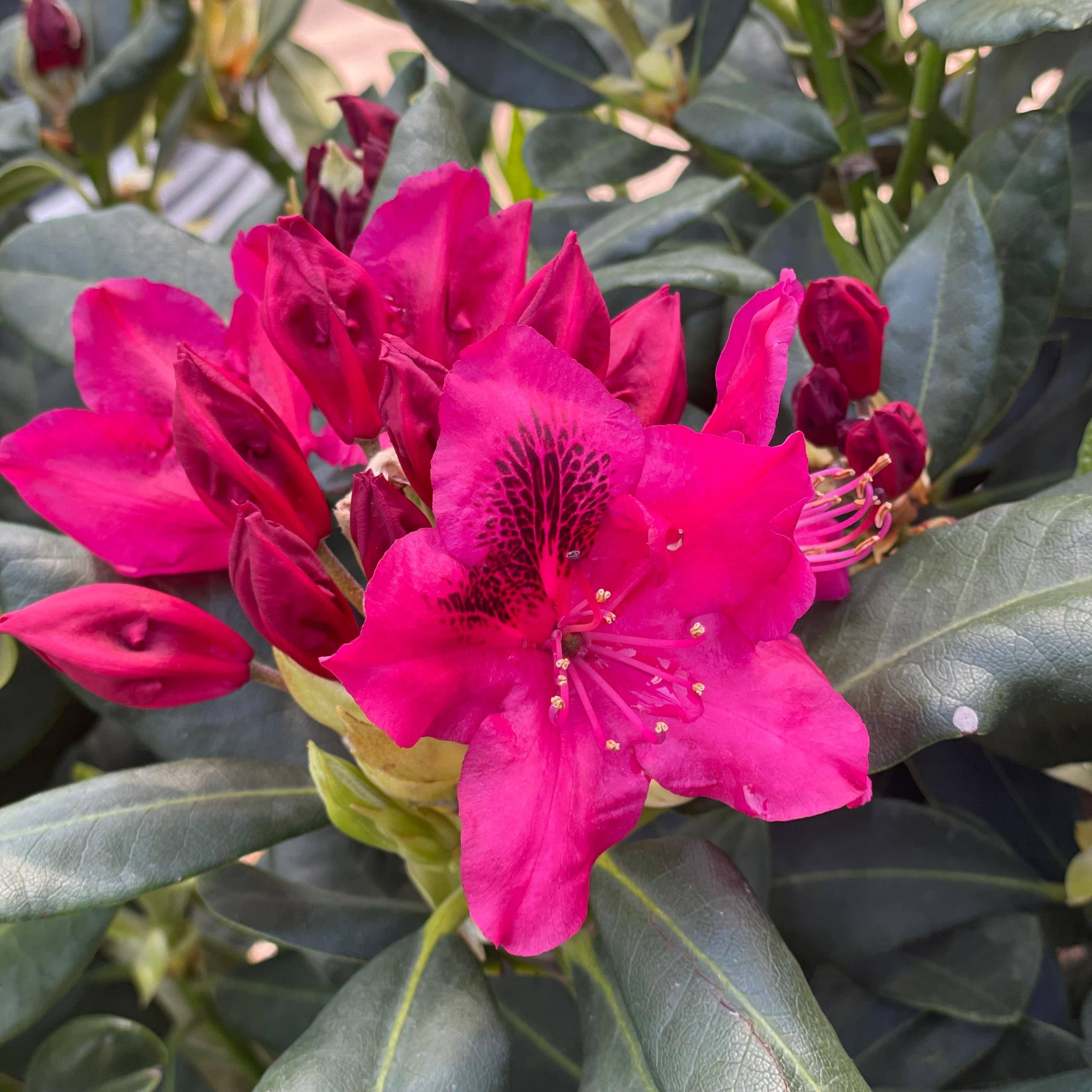 Rhododendron - Nova Zembla