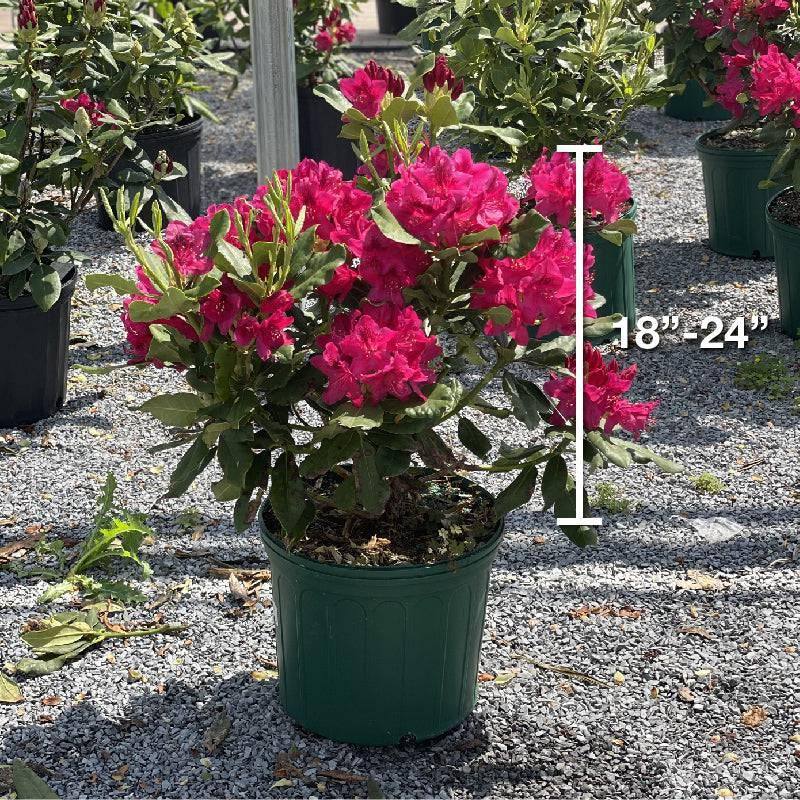 Rhododendron - Nova Zembla