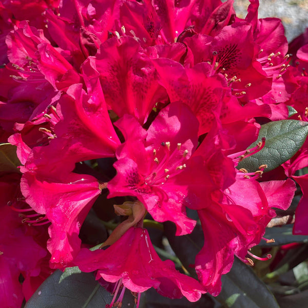 Rhododendron - Nova Zembla - 3 gallon - Hicks Nurseries