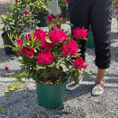 Rhododendron - Nova Zembla