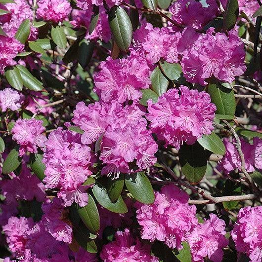 Rhododendron - PJM - 5 gallon - Hicks Nurseries