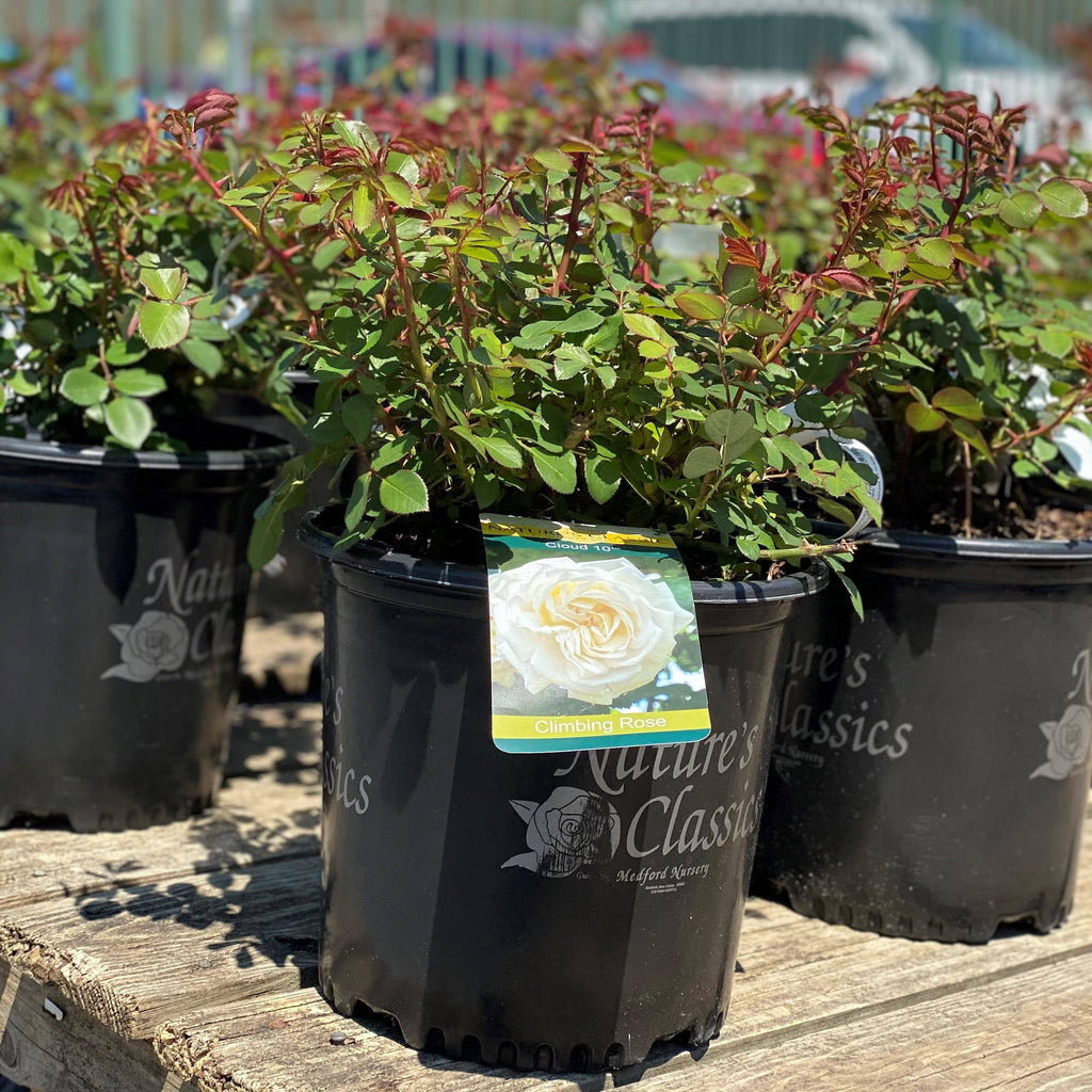Hicks Nurseries Climbing Rose - Thumbnail 2