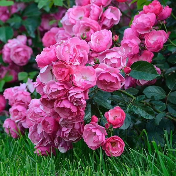 Rose - Climbing - Pretty in Pink Eden - 3 gallon - Hicks Nurseries