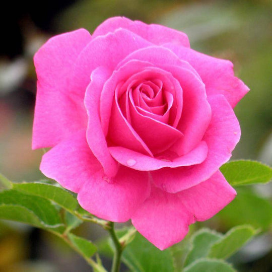Rose - Climbing - True Gratitude - 3 Gallon