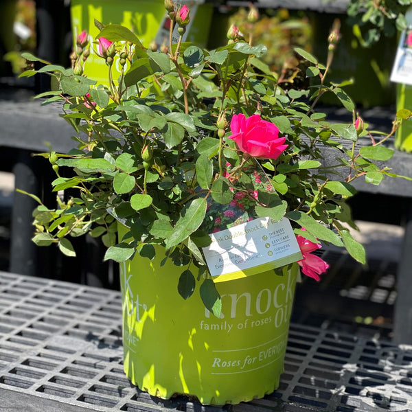 Rose - Double Knock Out® Pink - 3 gallon - Hicks Nurseries