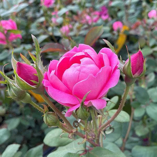 Rose - Double Knock Out® Pink - 3 gallon