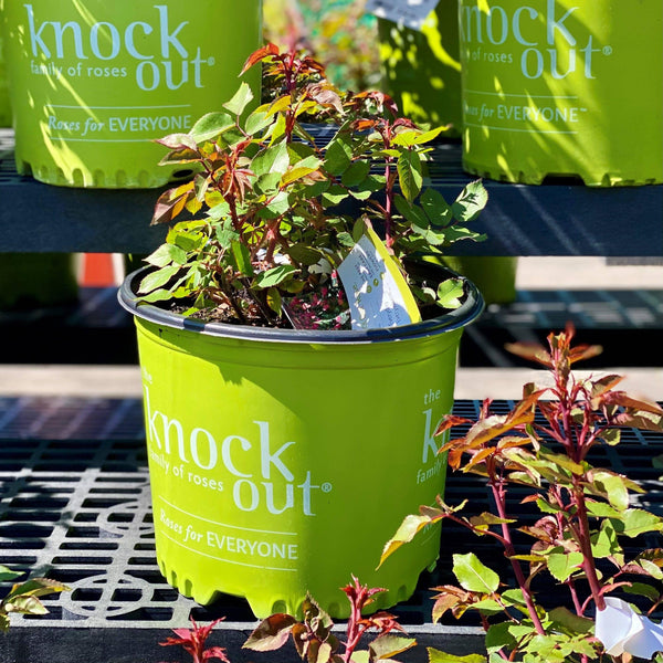 Rose - Double Knock Out® Red - 3 gallon - Hicks Nurseries