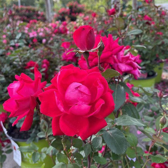 Rose - Double Knock Out® Red - 3 gallon