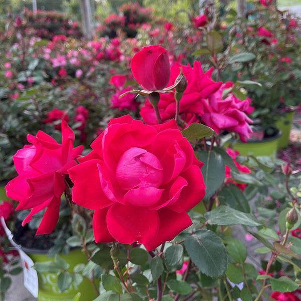 Rose ローズ Rose - Double Knock Out® Red - 3 gallon