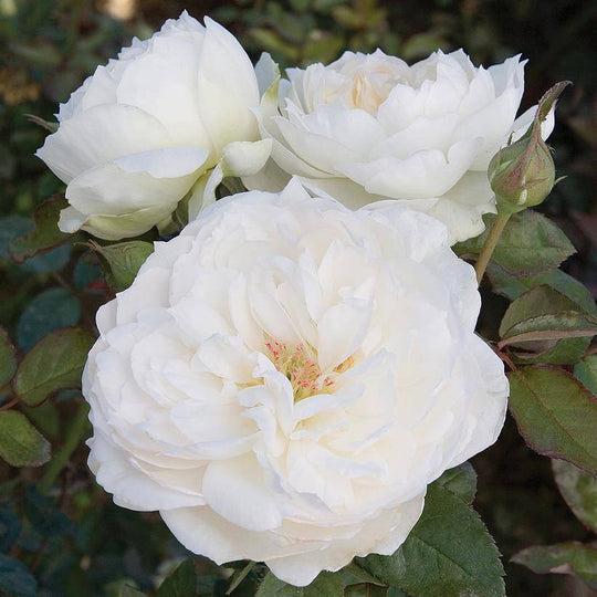 Rose - Floribunda - Bolero™ - 3 Gallon