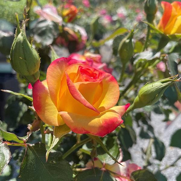 Rose - Floribunda - True Sincerity - 3 Gallon - Hicks Nurseries