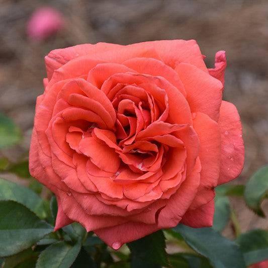 Rose - Hybrid Tea - Fragrant Cloud - 3 gallon