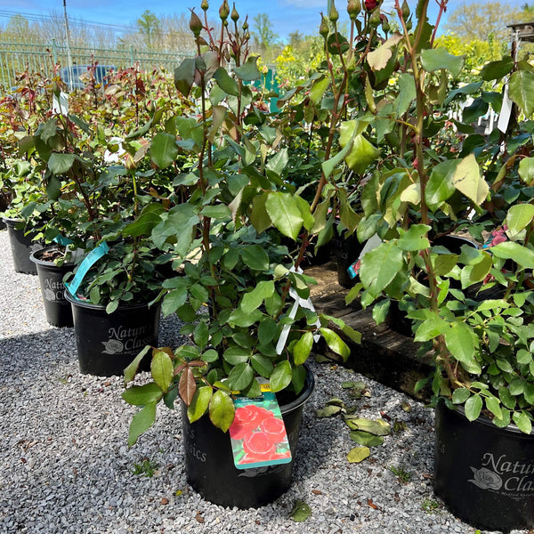 Rose - Hybrid Tea - Fragrant Cloud - 3 gallon - Hicks Nurseries