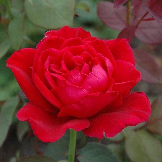 Rose - Hybrid Tea - Mister Lincoln - 3 gallon