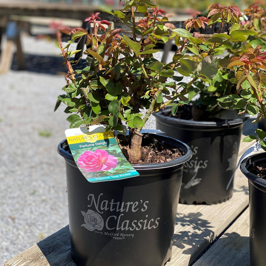 can i plant hybrid tea roses in pots Rose - Hybrid Tea - Perfume Delight