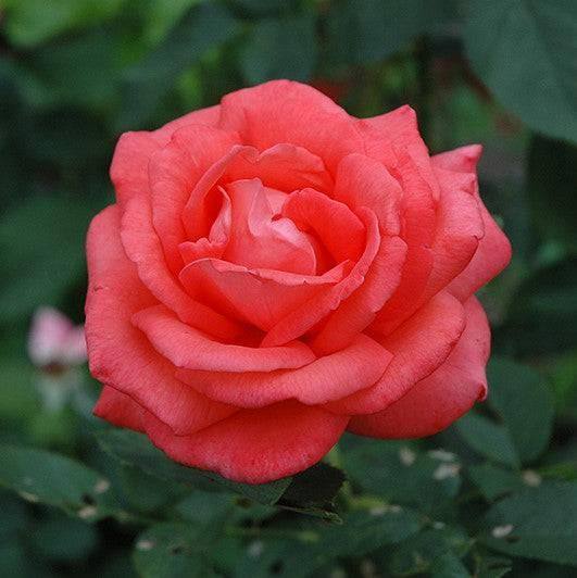 Rose - Hybrid Tea - Tropicana - 3 gallon