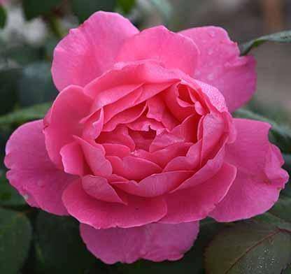 Rose - Hybrid Tea - True Inspiration - 3 Gallon