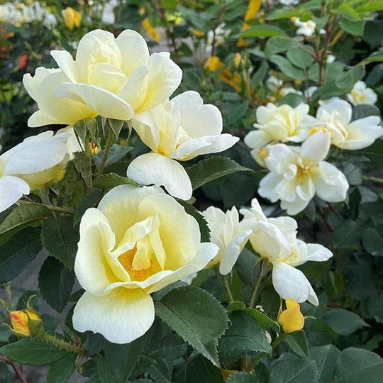Rose - Knock Out® Sunny - 3 gallon