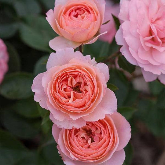 Rose - Shrub - Calypso - 3 gallon