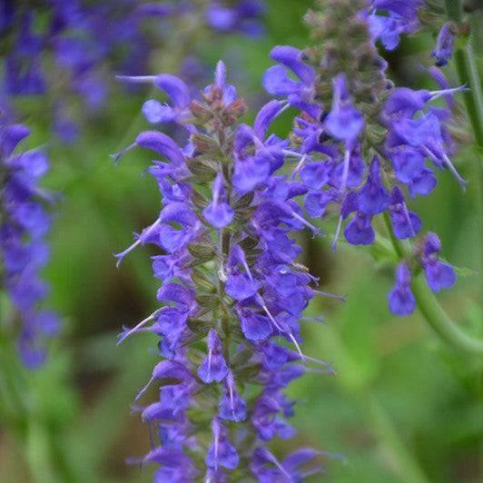 Sage - April Night - 1 gallon