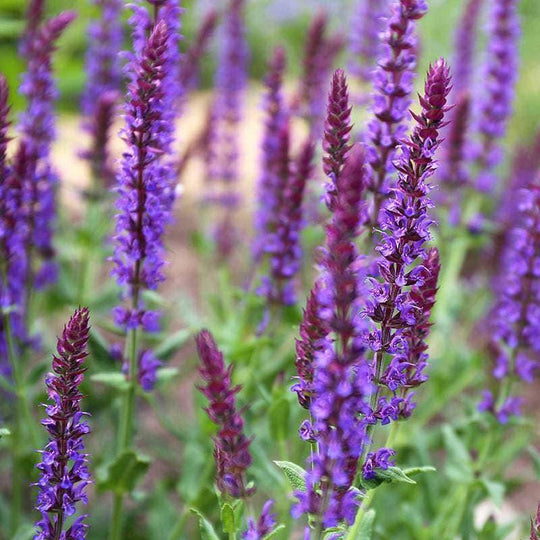 Salvia - May Night - 1 gallon