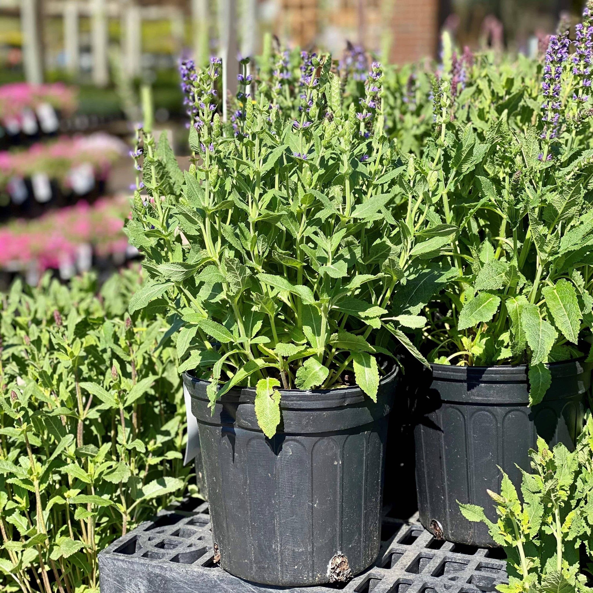 Salvia - May Night - 1 gallon