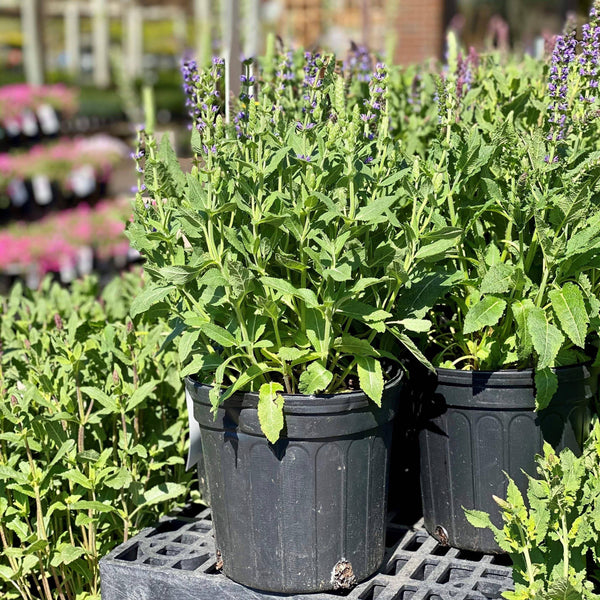 Salvia - May Night - 1 gallon - Hicks Nurseries