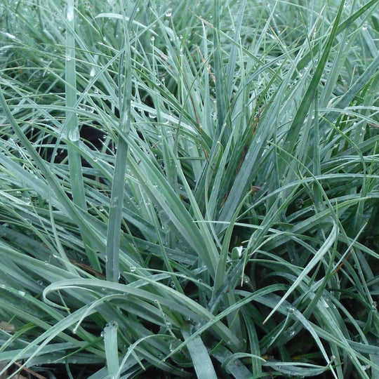 Sedge - Blue Zinger - 1 gallon