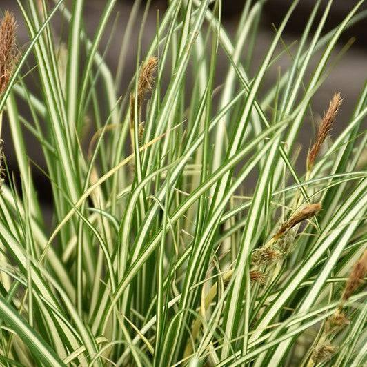 Sedge - Evergold - 1 gallon - Hicks Nurseries