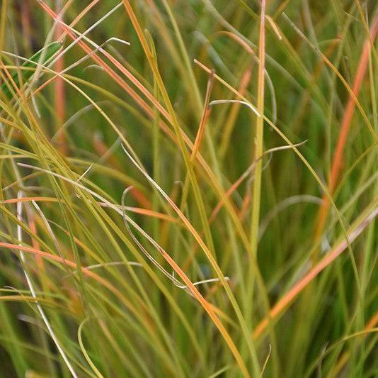 Sedge - Prairie Fire - 1 gallon