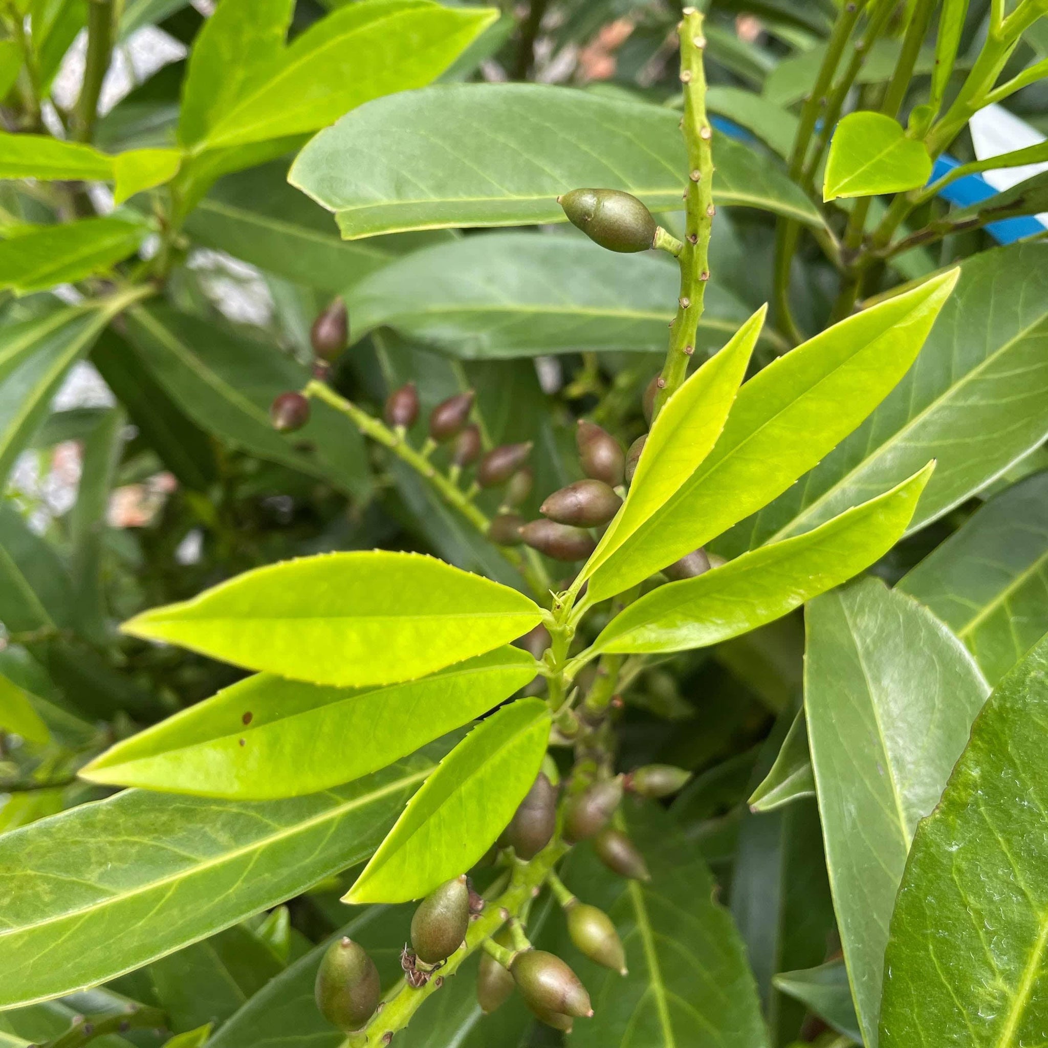 Skip Laurel 10 gallon