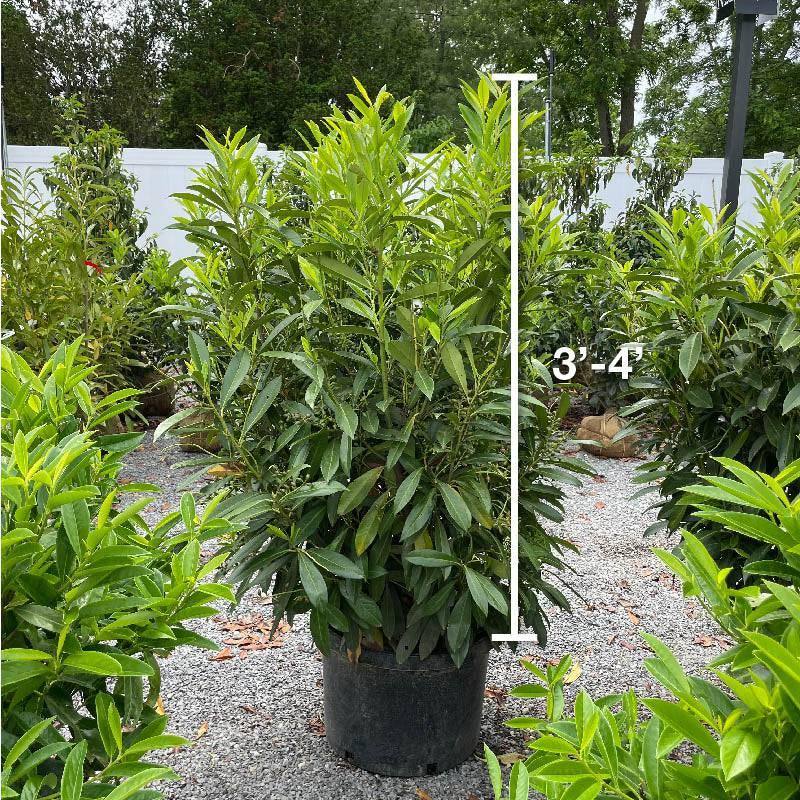 Skip Laurel - 10 gallon
