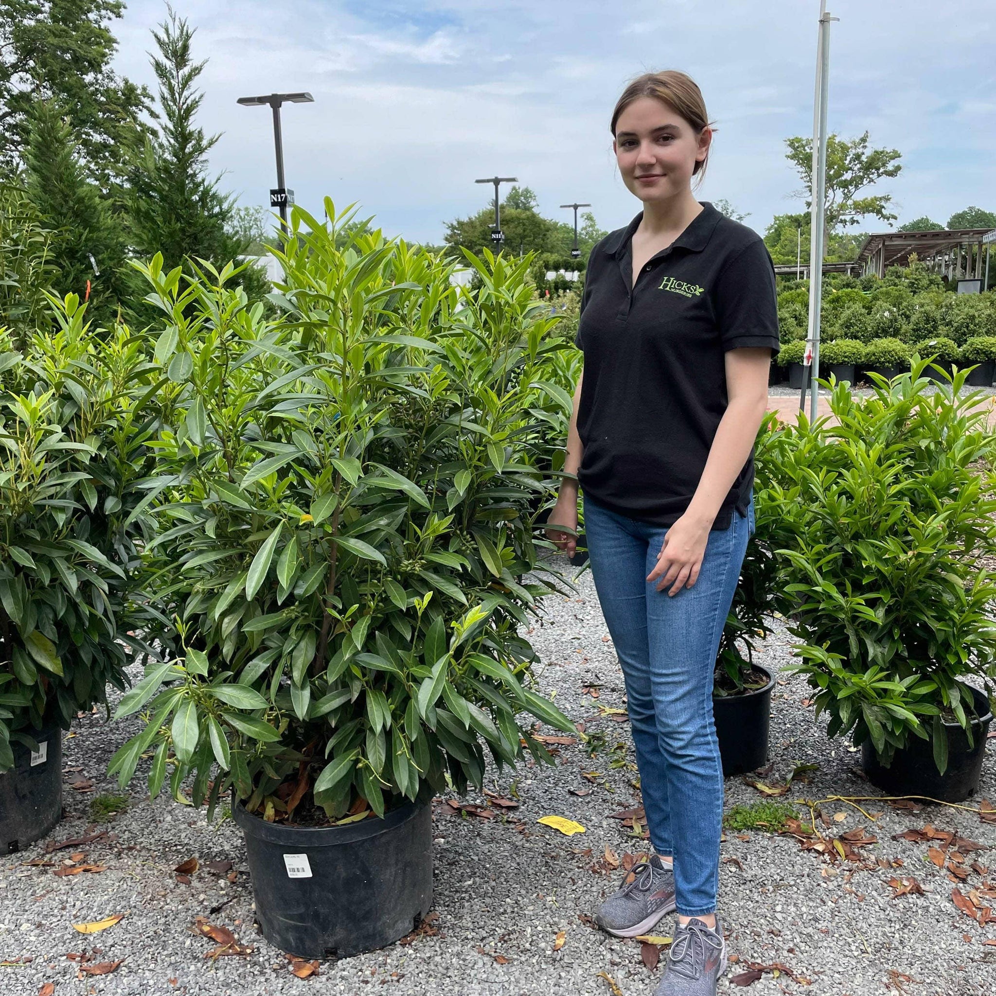 Skip Laurel 10 gallon