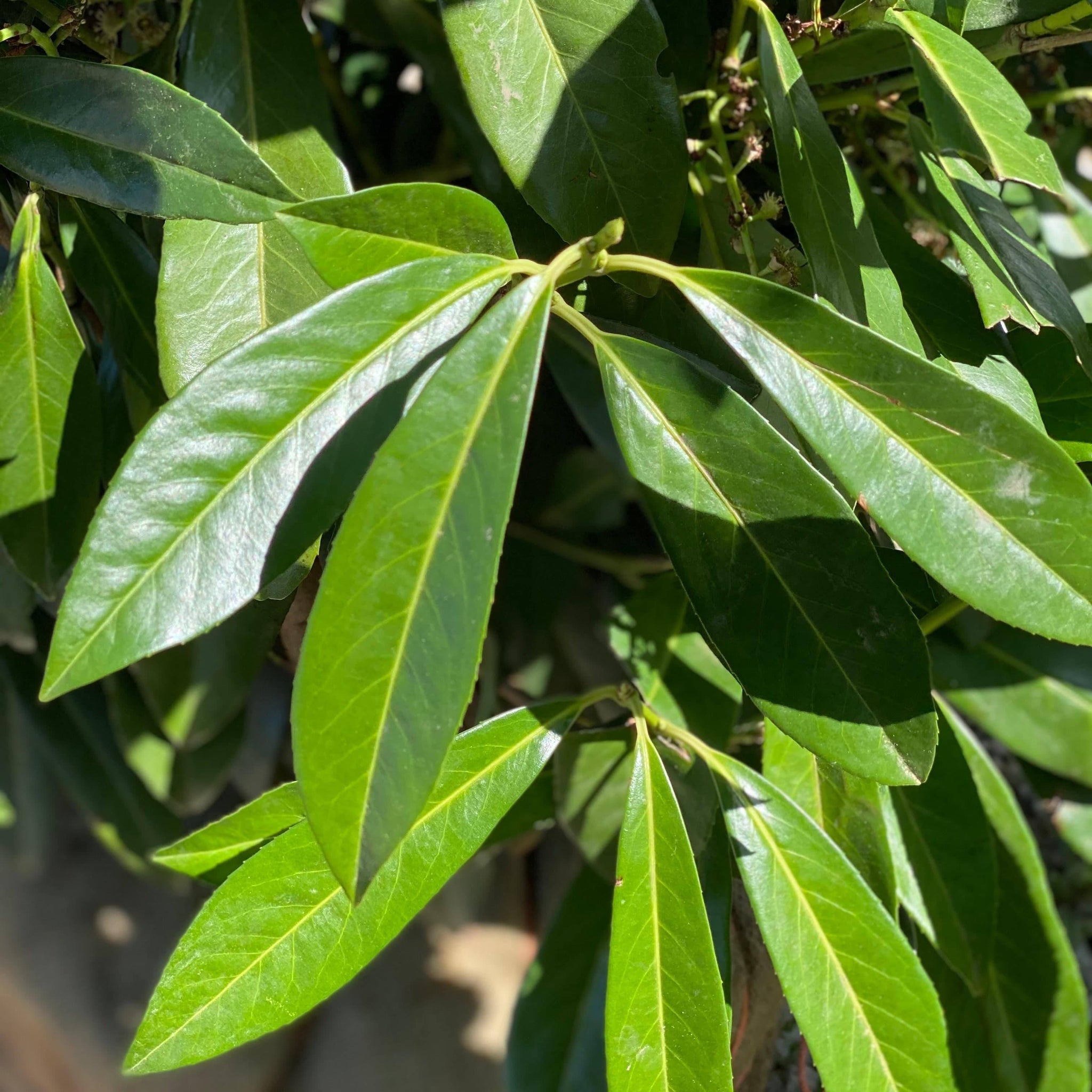 Skip Laurel 45' Balled and Burlapped