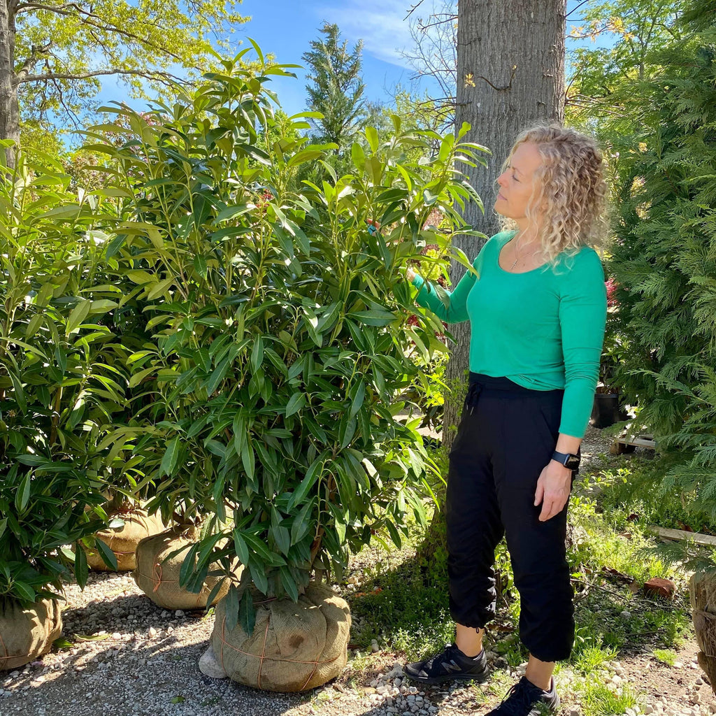 Skip Laurel 45' Balled and Burlapped