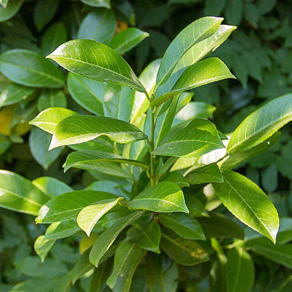 Skip Laurel 56' Balled and Burlapped