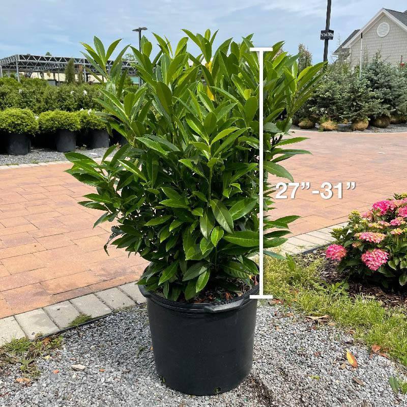 Skip Laurel 7 gallon
