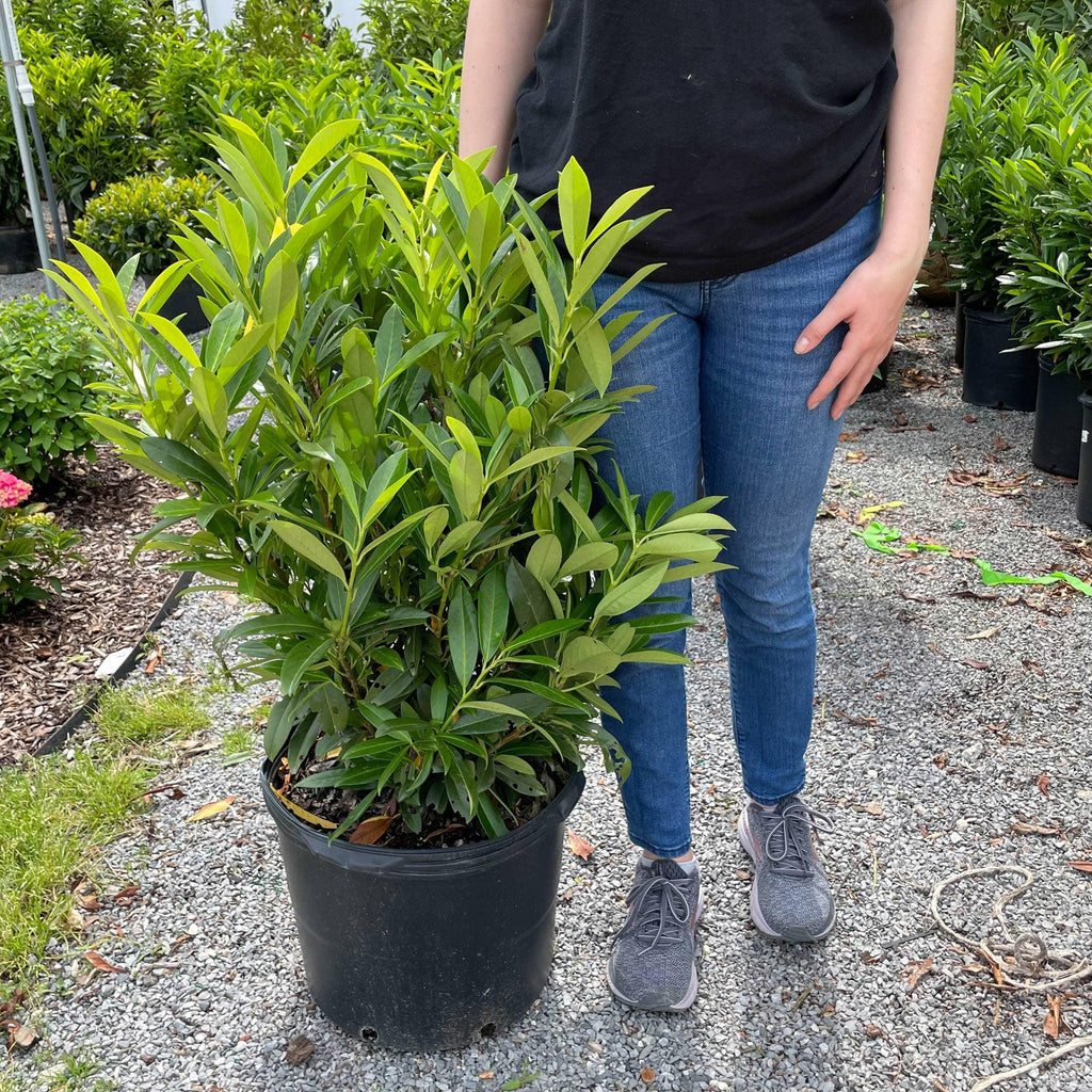 Skip Laurel 7 gallon