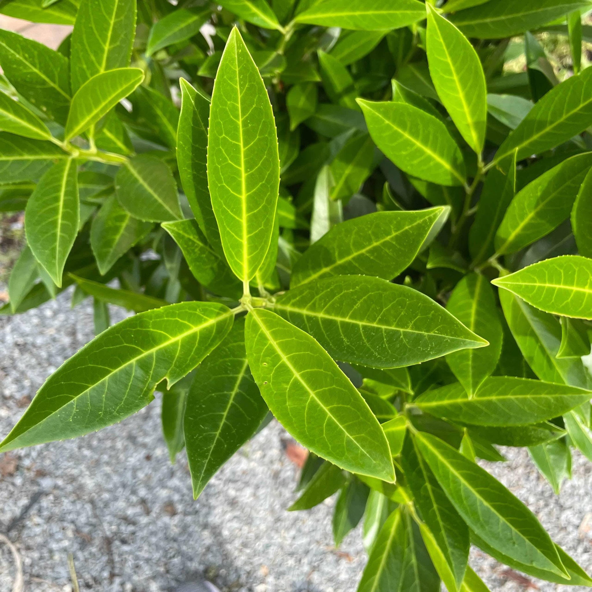 Skip Laurel 7 gallon