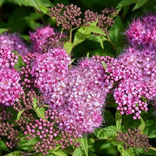 Spirea - Anthony Waterer - 3 gallon