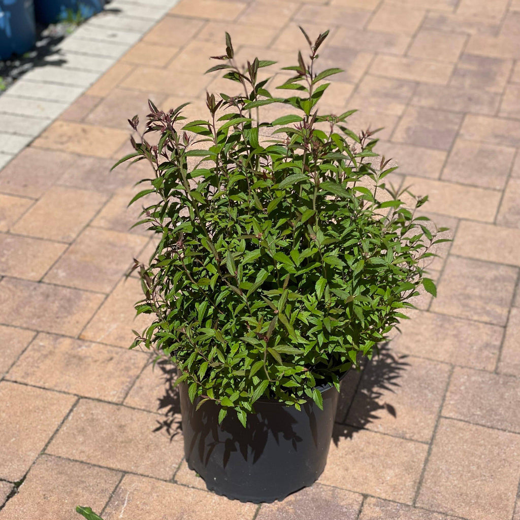 Spirea - Anthony Waterer