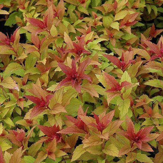 Spirea - Gold Flame - 3 gallon