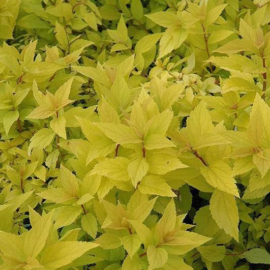 Spirea - Goldmound - 3 gallon