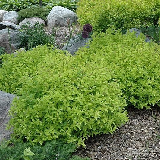 Spirea - Goldmound - 3 gallon