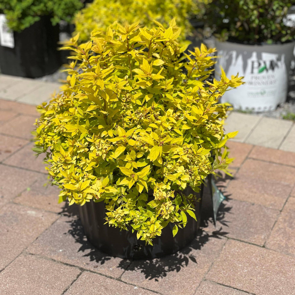 Spirea - Goldmound