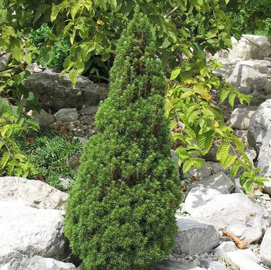 Spruce - Jean's Dilly - 3 gallon