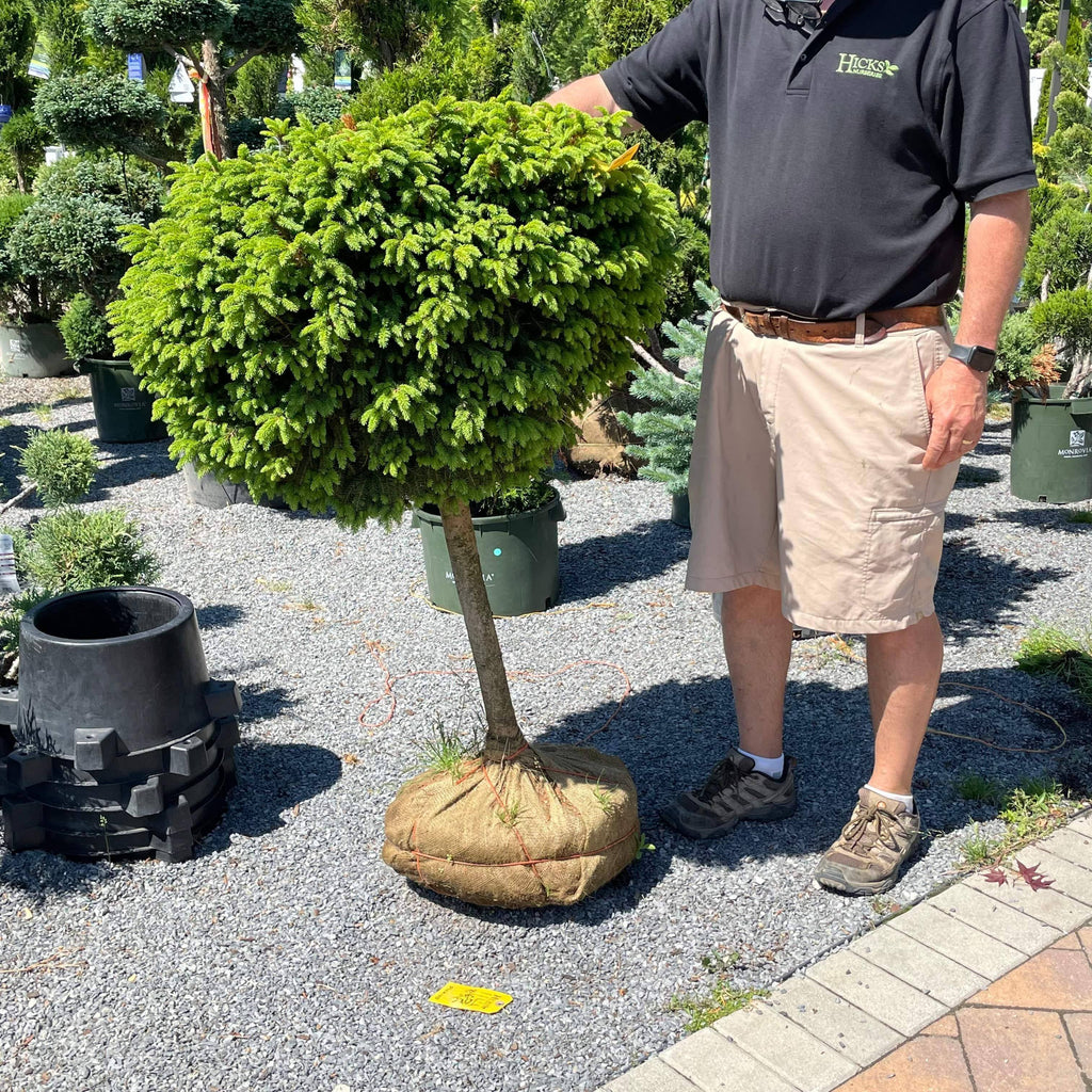 Spruce - Little Gem - Standard